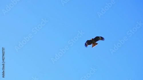 青空を飛ぶ鳥、トビ、鳶、とんび photo