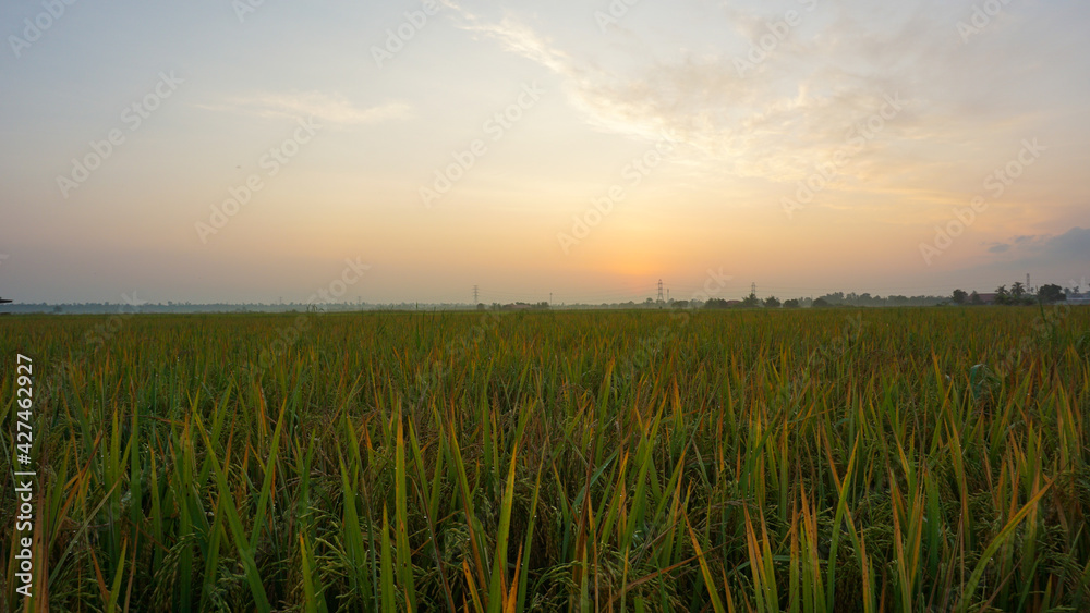 Landscape of rice paddy field view before sunrise in Tanjung Karang, Selangor, Malaysia.