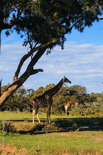 giraffes in the park © Celine