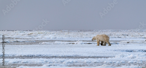 A polar bear (Ursus maritimus) on the ice of Hudson Bay near Churchill, Manitoba, Canada © Mark Hunter