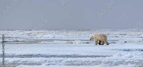 Photos A polar bear (Ursus maritimus) on the ice of Hudson Bay near Churchill, Manitoba