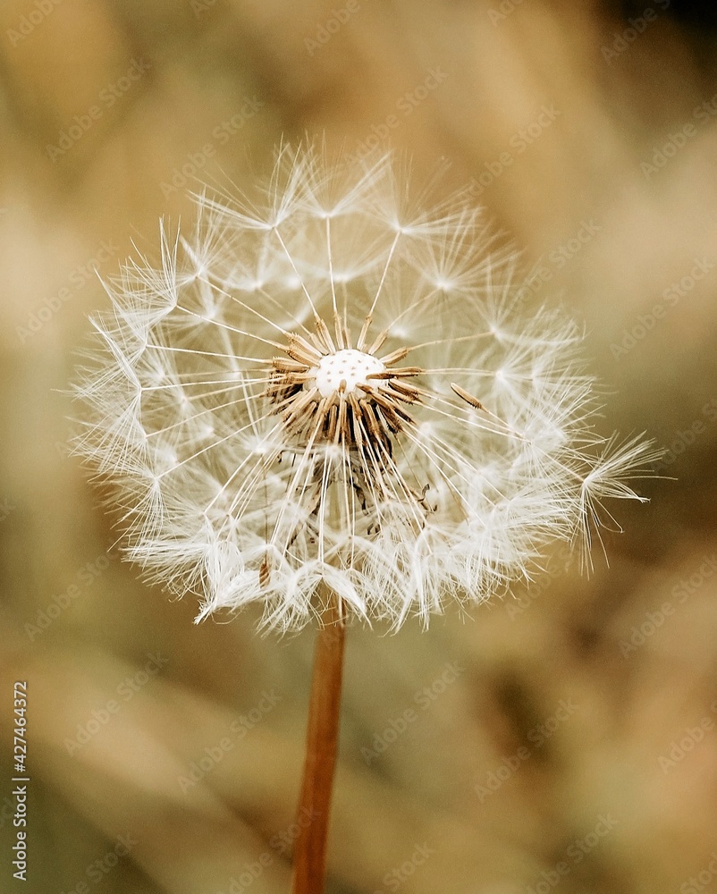 Fototapeta premium dandelion
