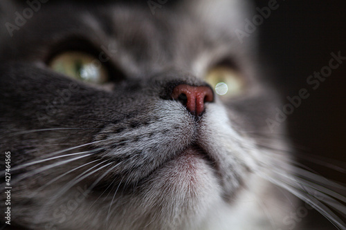 Cat's nose and mustache. cat's muzzle close-up