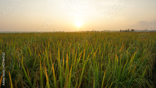 Sunrise over rice paddy field in Tanjung Karang, Selangor, Malaysia.