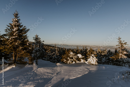 Winter landscape with snow covered trees