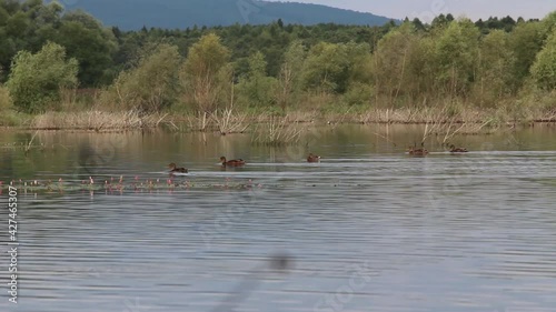 Group of mallards swim in the lake. Wild ducks in their natural environment