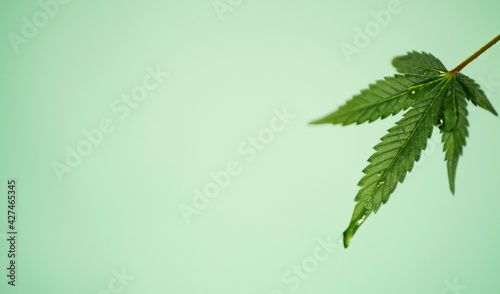 Green leaf of cannabis plant. Fresh water drop on marijuana banner. Place for text