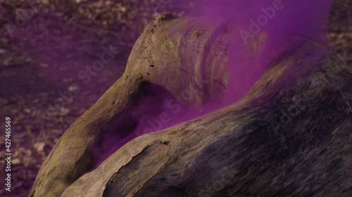 Purple Smoke coming out of a Tree - Slowmotion photo