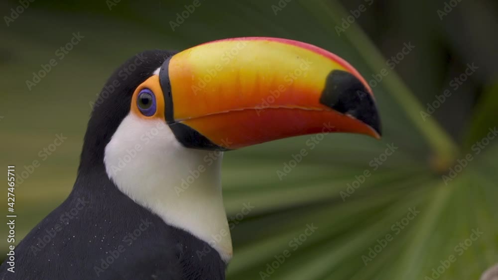 Slow motion close up shot of a toucan of a toucan looking around and moving with green foliage on background Slow motion close up shot of a toucan of a toucan looking around and moving with green foliage on background