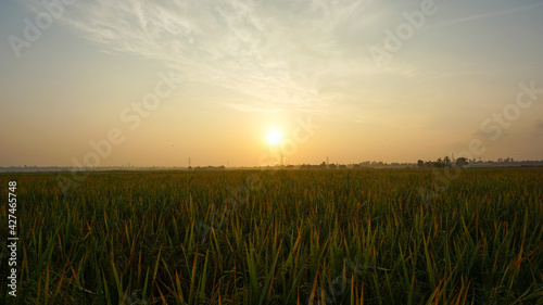 Sunrise over rice paddy field in Tanjung Karang  Selangor  Malaysia.