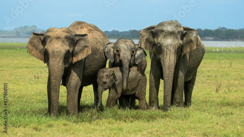 Cute Asian Elephant Family