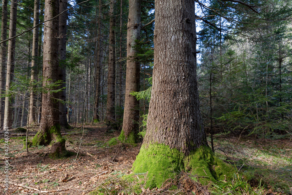 Fototapeta premium Beautiful Sunlit silver fir Forest. Natural mountain coniferous fir (European silver fir) forest of the Carpathians.