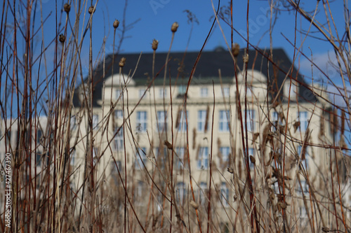 Dry twigs and plants in the background of the labor court in Gelsenkirchen photo