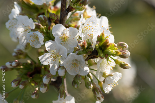 White cherry blossom in early spring