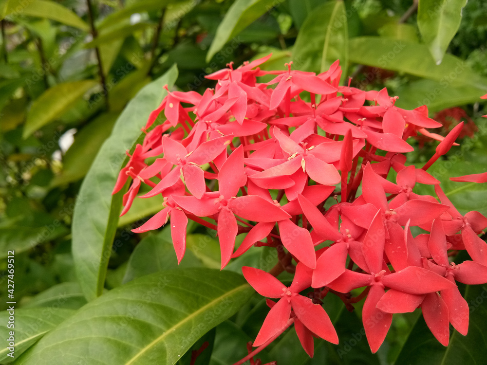 Beautiful red ixora flowers in a lush garden. Beautiful red ixora flowers in a lush garden.