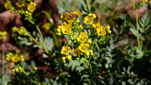 La ruda y las abejas