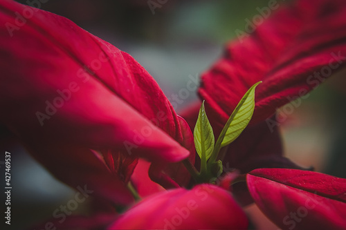 A close up detail of poinsettia plant called Christmas star. Shallow depth of field.