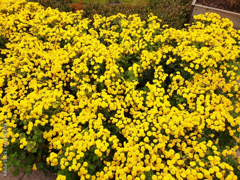 Obraz premium Beautiful yellow flowers