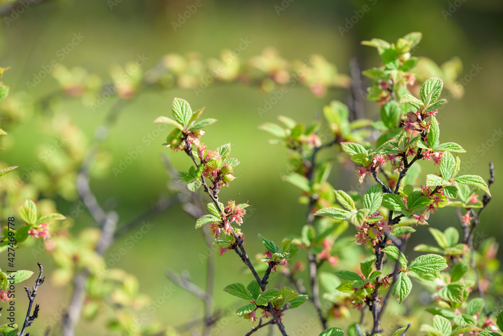 Young fruits of Nanking cherry fruits, on the branch Young fruits of Nanking cherry fruits, on the branch