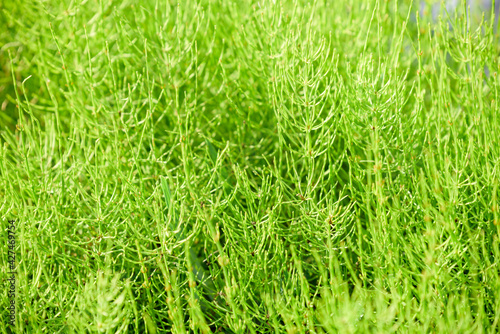 Common Horsetail growing all over the place