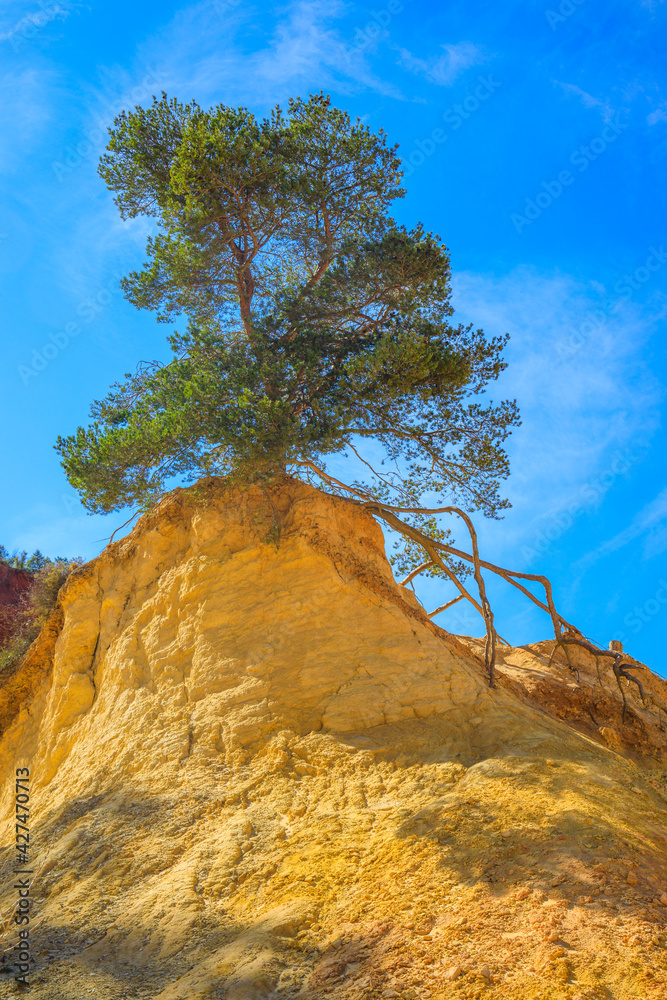 White hoodoo and tree with its external roots of the Colorado Provencal, an old ocher quarry in Rustrel in Provence France White hoodoo and tree with its external roots of the Colorado Provencal, an old ocher quarry in Rustrel in Provence France