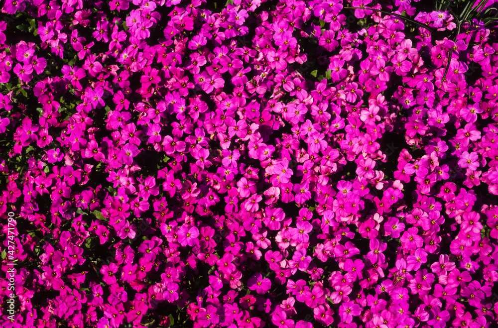 Obraz premium Aubriette, aubrieta deltoidea