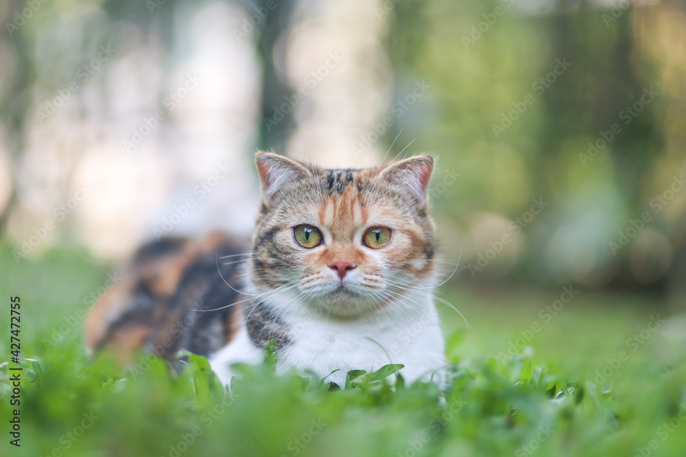 scottish fold cat sitting in the garden with green grass. Calico cat looking at camera.Cute pet sitting in the park. scottish fold cat sitting in the garden with green grass. Calico cat looking at camera.Cute pet sitting in the park.