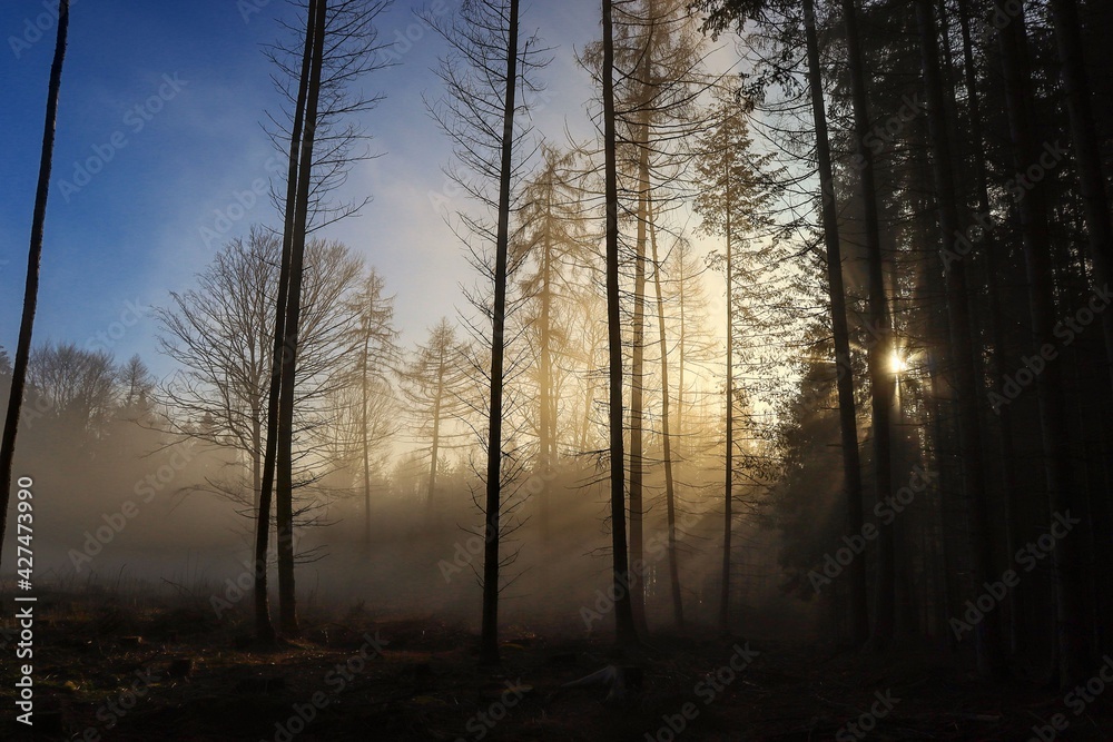 sun and fog in the forest 