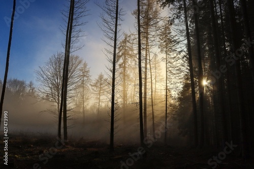 sun and fog in the forest 