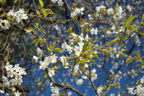 Spring time in Vaduz in Liechtenstein 4.4.2021