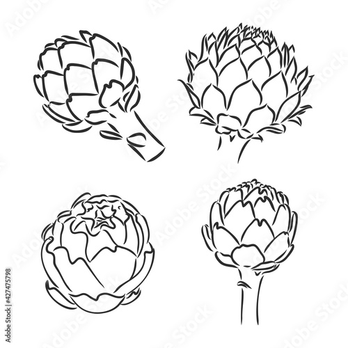 vector set of engraving illustration green vegetables artichoke on white background