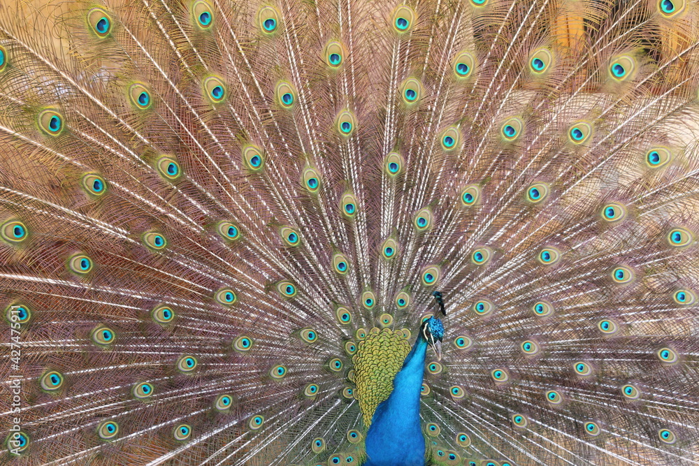 Naklejka premium Peacock