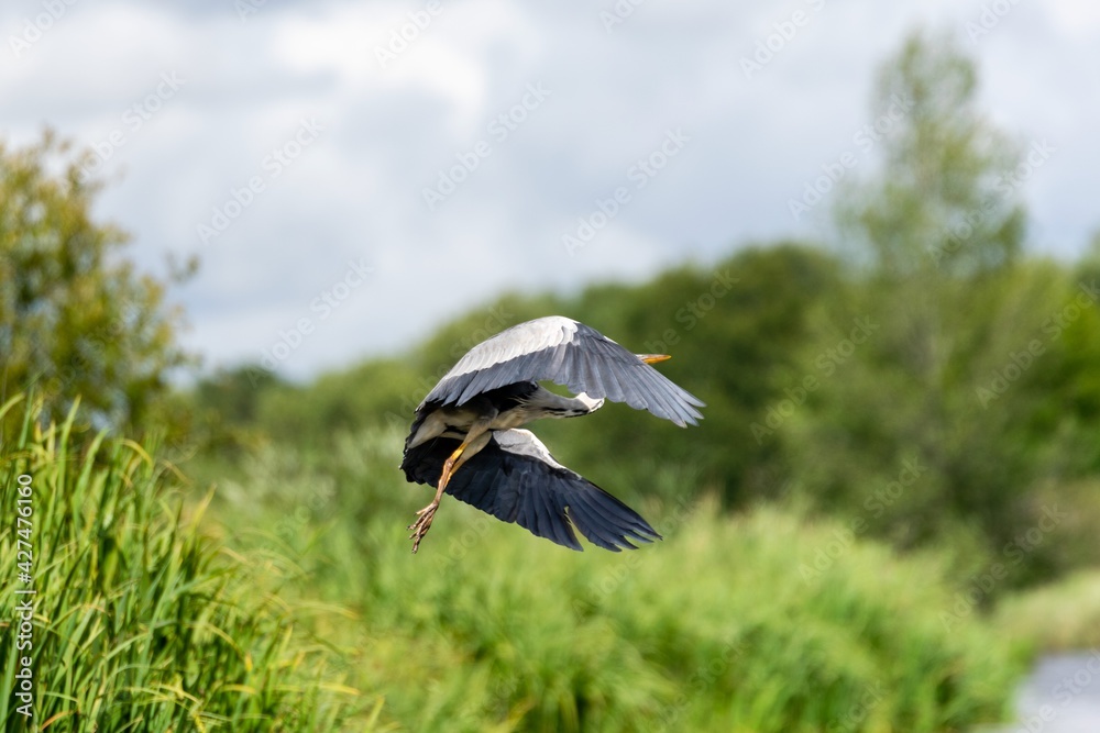 Flight of grey heron in the wild Flight of grey heron in the wild
