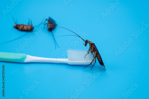 Cockroach on toothbrush isolated on blue background.