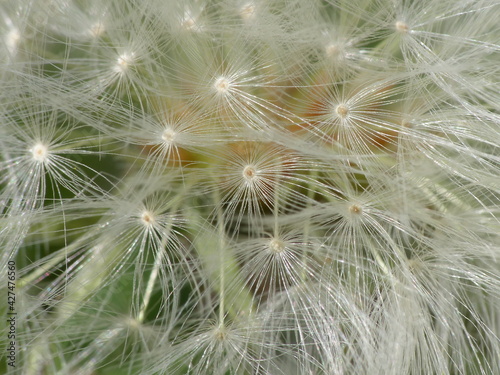 Macro photo d une fleur de pissenlit ouverte 