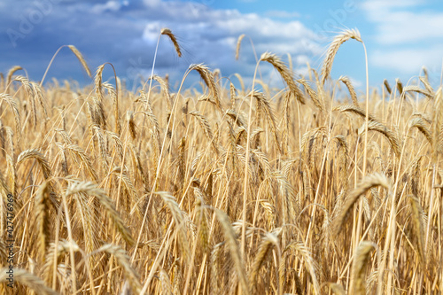 Scenic dramatic landscape of ripe golden organic wheat stalk field against dark stormy rainy overcast cloudy sky. Cereal crop harvest growth background. Agricultural agribuisness business concept photo