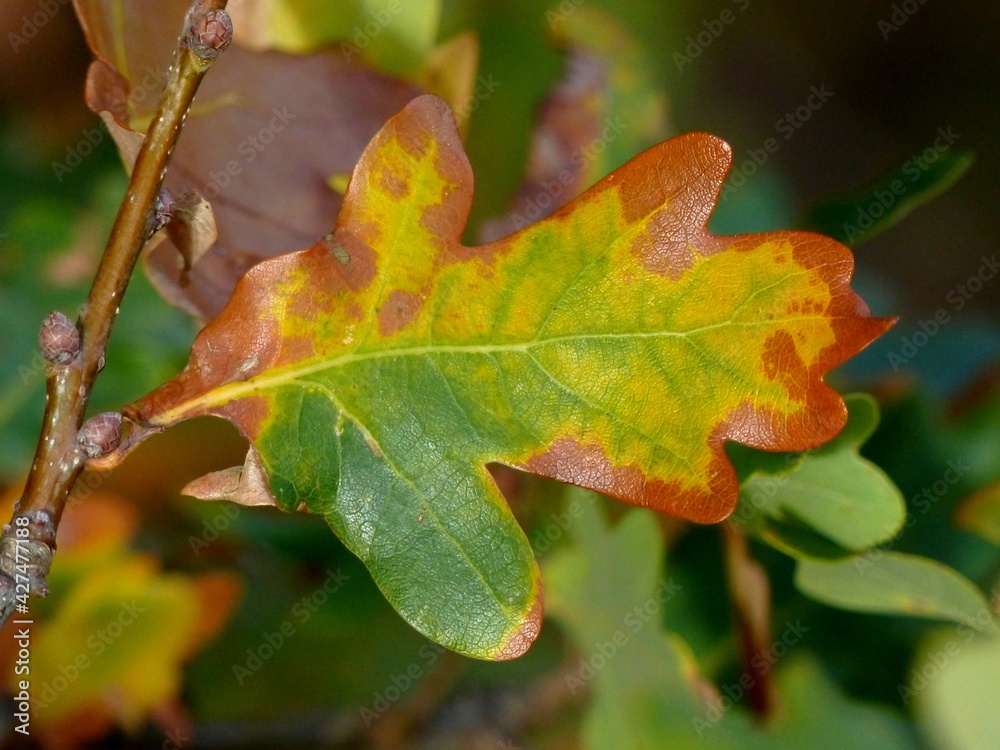 Feuille De Chêne Automne