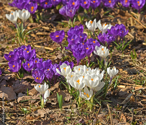 First spring flowers. Crocus vernus (Spring Crocus, Giant Crocus) in sunny day in sprind photo