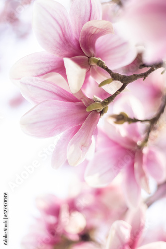 Spring floral background with magnolia flowers. Close up