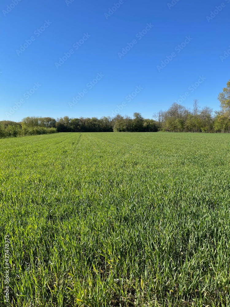 Cultivated land in a sunny day