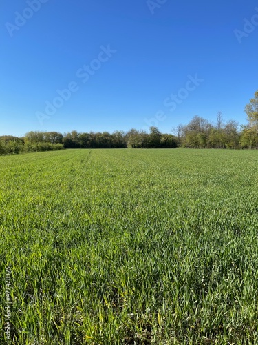 Cultivated land in a sunny day