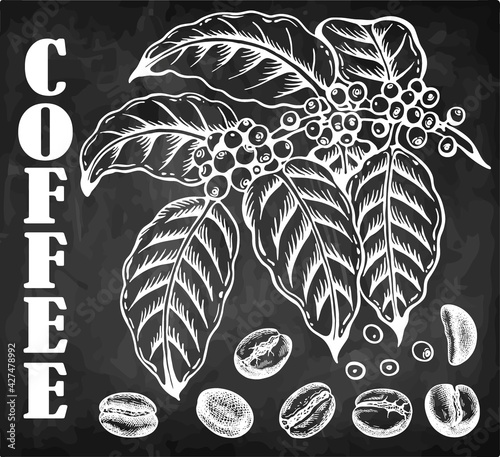 Chalk drawing coffee tree with coffee fruits on branch, roasted beans and leaves isolated on blackboard. Line art plant, botanical design, organic coffee drink. Drawing cafe menu. Vector illustration