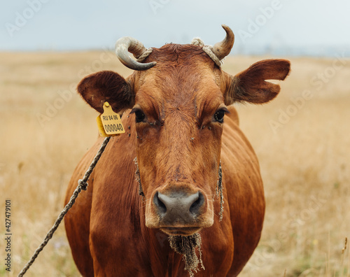 red cow grazing in a field in nature pet