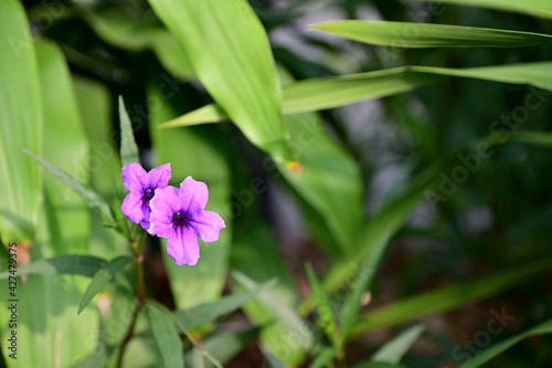 Closeup of Beautiful Violet Flowers are blooming in the garden with nature background. 