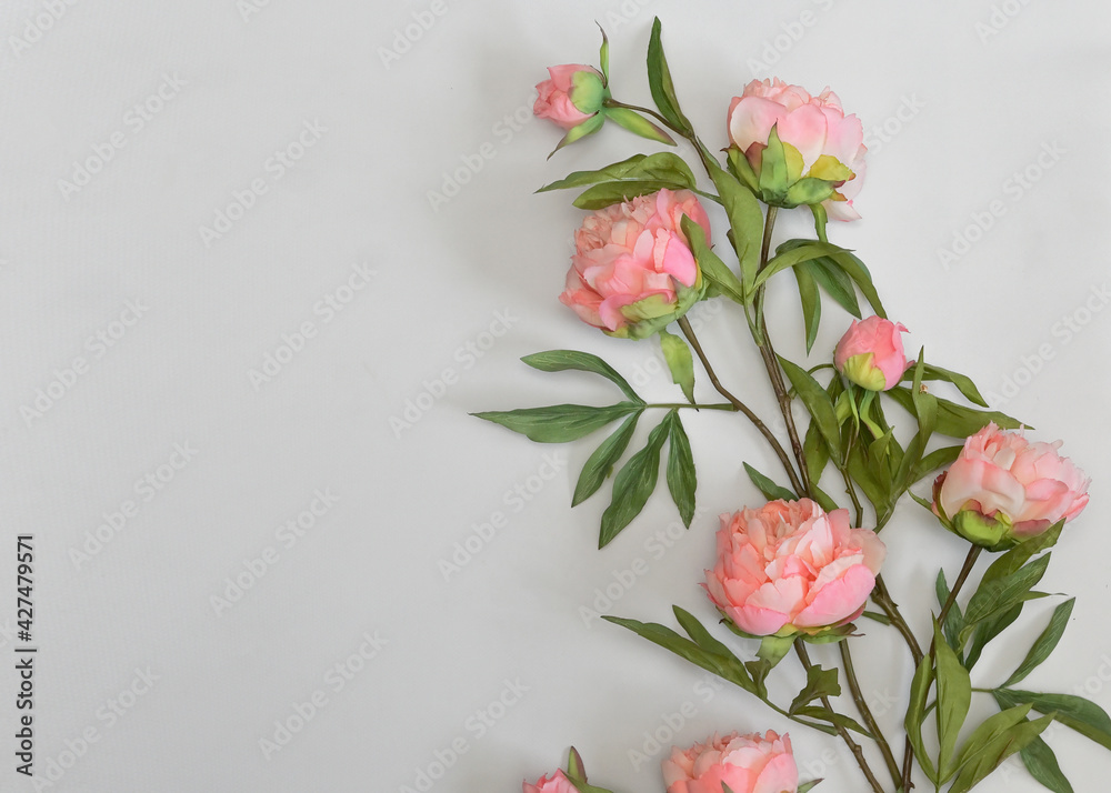 Beautiful Pink Peony Flowers on White Background Beautiful Pink Peony Flowers on White Background