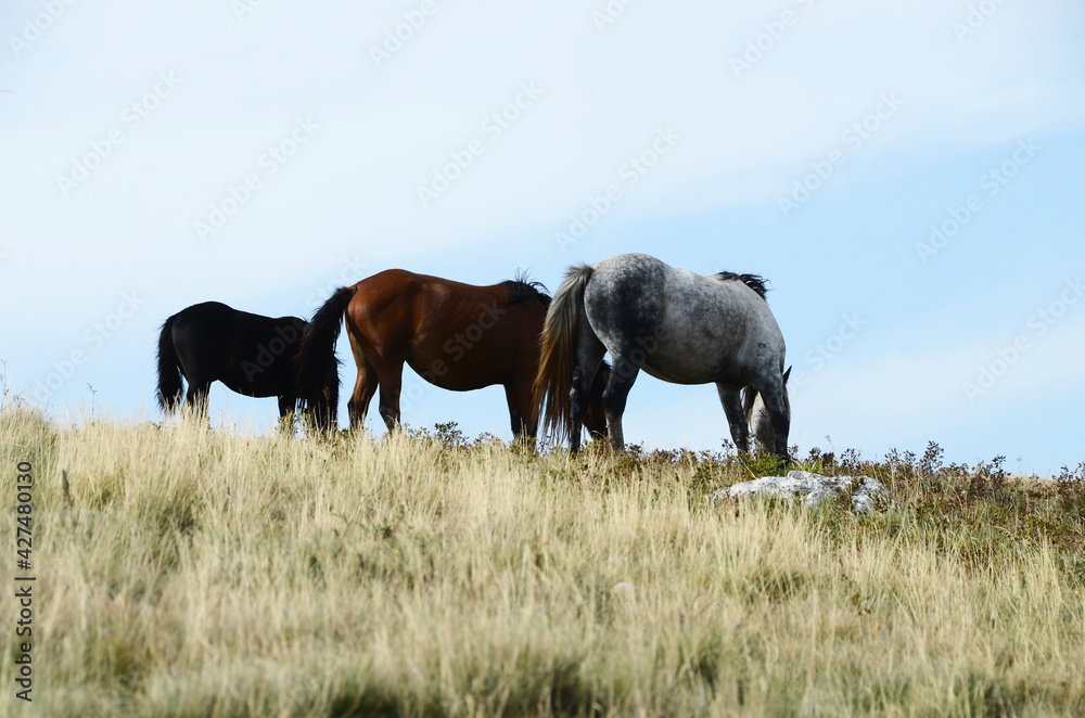 Livno, Bosnia and Herzegovina, horse, black horse, white horse, black and white horse,pony, beautiful,nature Livno, Bosnia and Herzegovina, horse, black horse, white horse, black and white horse,pony, beautiful,nature