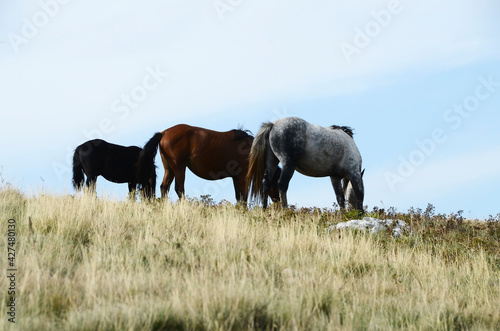 Livno, Bosnia and Herzegovina, horse, black horse, white horse, black and white horse,pony, beautiful,nature
