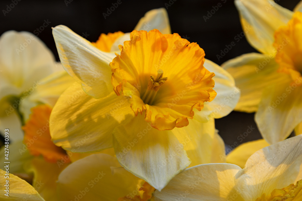Fototapeta premium Close Up of Back-Lit Daffodil