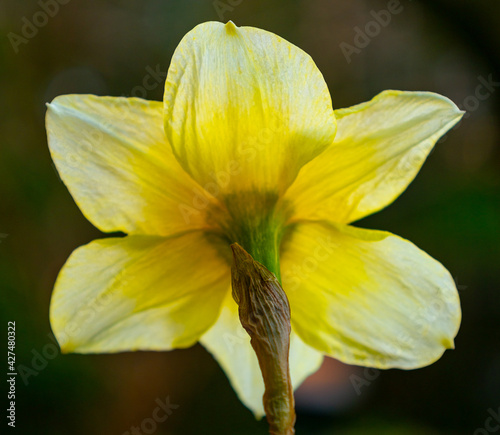 Alternative View of Spring Blossom