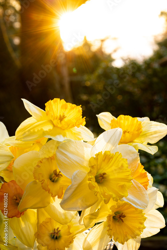 Back-Lit Spring Time Daffodils